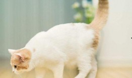 娱乐吃瓜君猫带体检,揭秘明星宠物健康生活