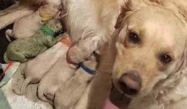 最新台湾狗崽爆料新闻,最新民生热点事件揭秘